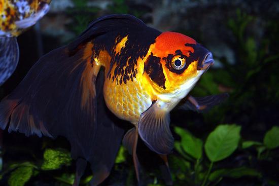 златна рибка