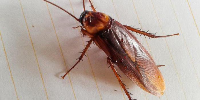 rimedio contro gli scarafaggi