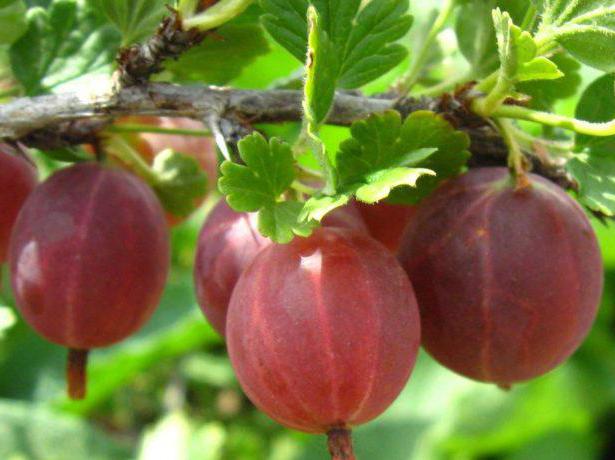 Gooseberry odrůda Krasnoslavyansky
