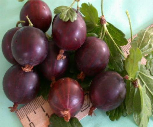 foto di uva spina Krasnoslavyansky