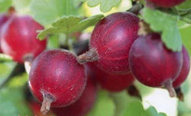 recensioni di uva spina rossa slavina