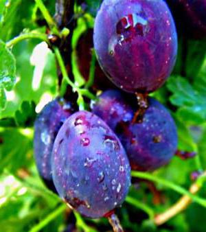 descrizione di pera di uva spina