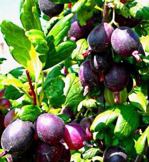 descrizione della varietà gooseberry grushenka