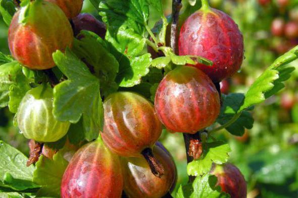 засаждане на цариградско грозде и грижи на открито