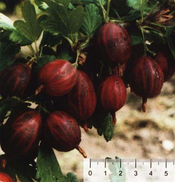 prugne varietà uva spina