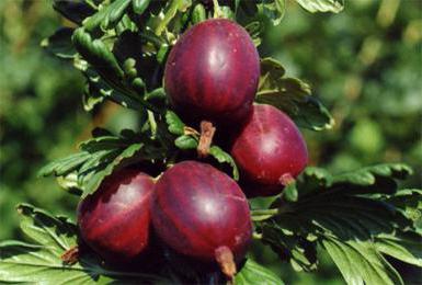 descrizione di uva spina