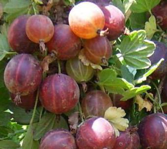 recensioni di uva spina e prugne