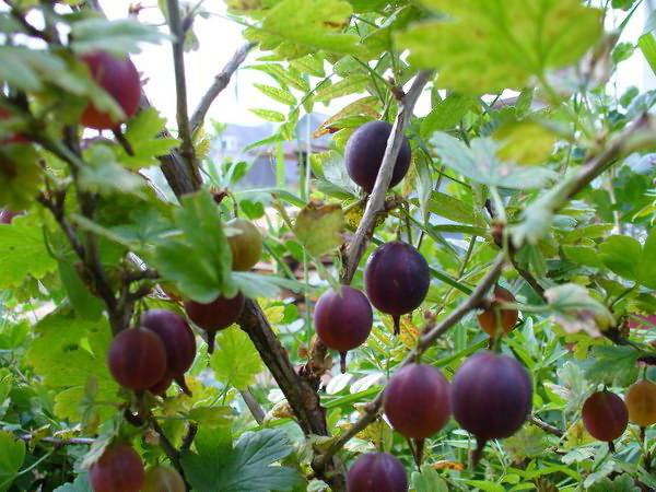 recensioni di uva spina varietà prugna