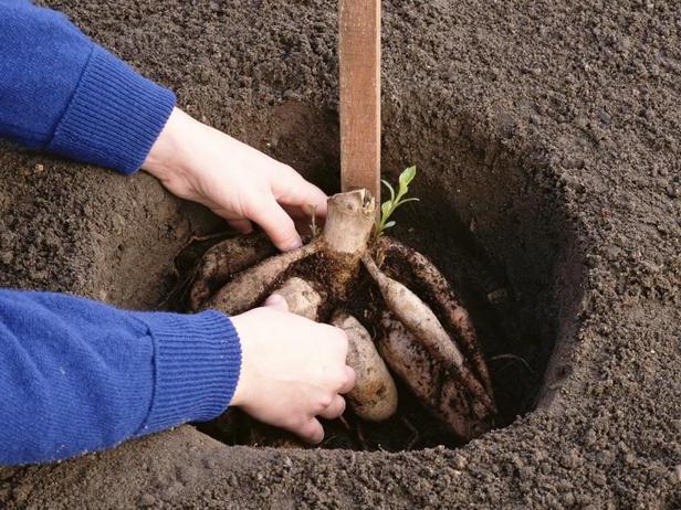 как да засадите далии