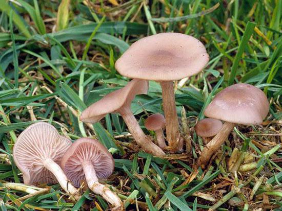 foto di funghi porcini