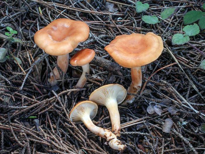 govorushki houby fotografie a popis