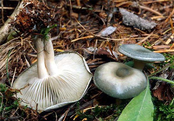 jedlé houby govorushka