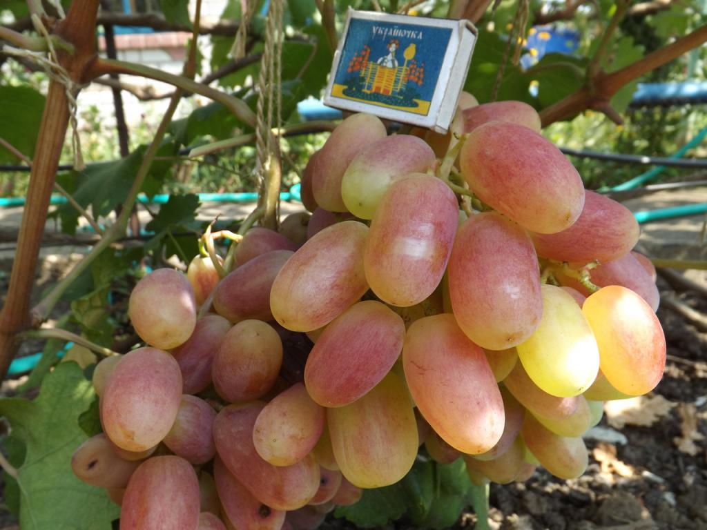 Charakterystyka winogron