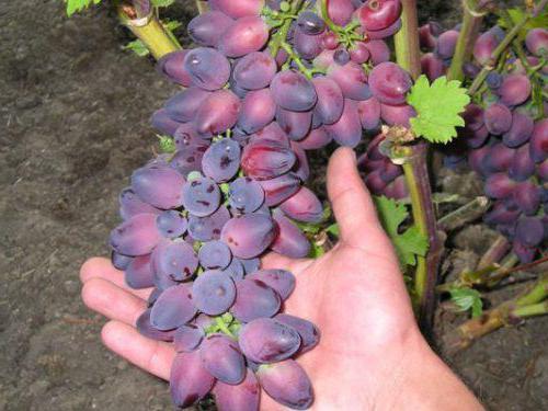 Lepota sorte grozdja