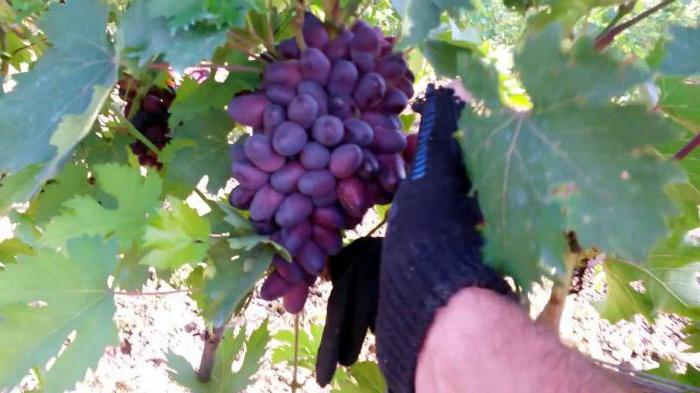 winogrona piękno opis odmiany zdjęcie