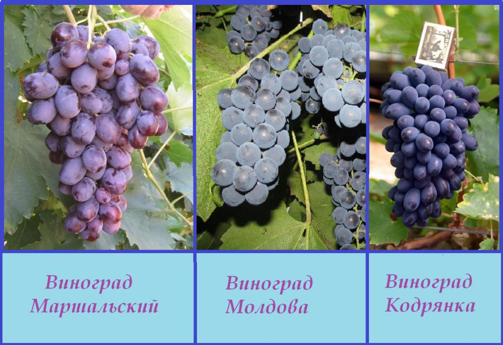 Primerjava sort grozdja