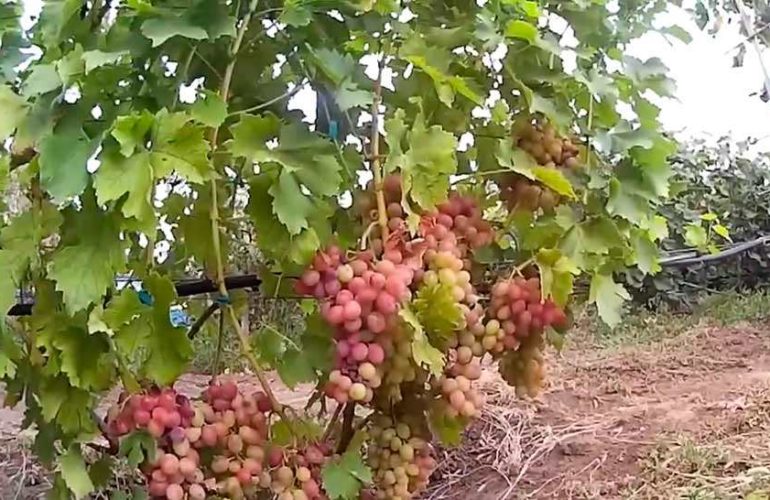 Winogrona Libii lądują