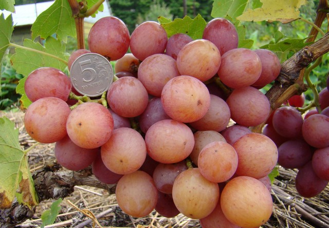 Recensioni di foto di varietà di varietà di Libia dell'uva