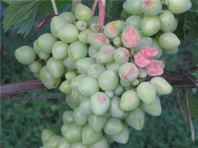 Winogrona Libia sadzenia i pielęgnacji
