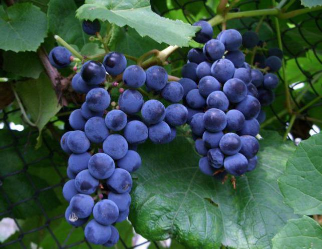 kulka tajemnicy odmiany winogron