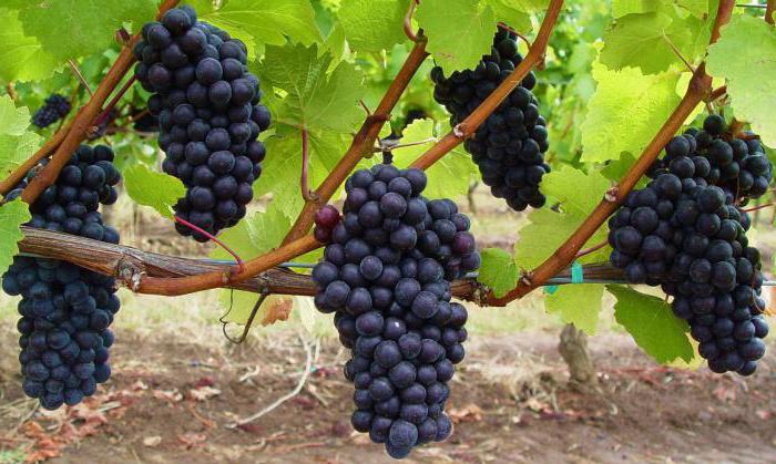 sadzenie i pielęgnacja winogron