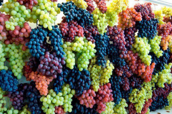 winogrona odnoszą korzyść i szkodzą