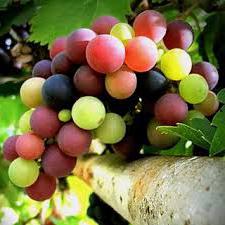winogrona przynoszą korzyści i szkodzą ciału