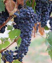 czarne winogrona odnoszą korzyści i szkodzą