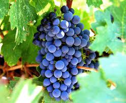 winogrona Isabella korzyści i szkody
