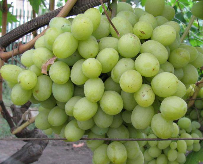 fotografijo grozdja
