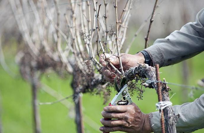 Odsadki odmian winogron