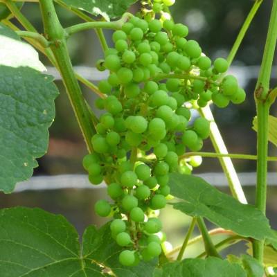podlewanie winogron