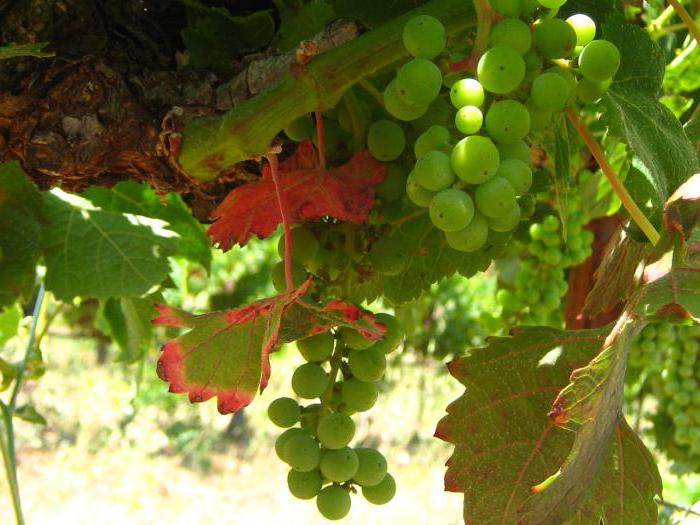 zalivanje in obdelava grozdja