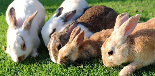Kaj trava lahko nahrani zajce
