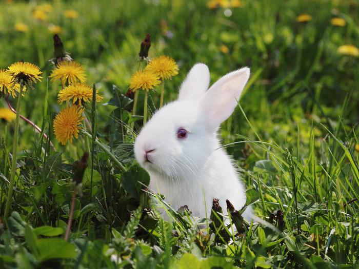 Jaká tráva dá králíkům