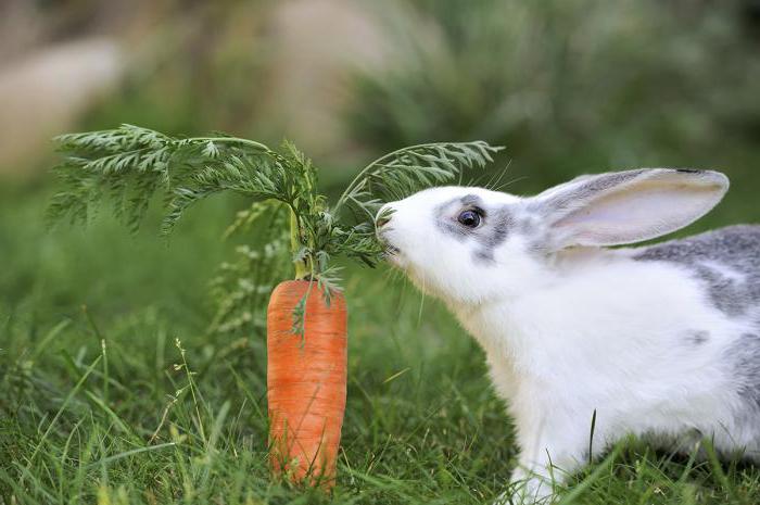 Che erba mangiano i conigli?