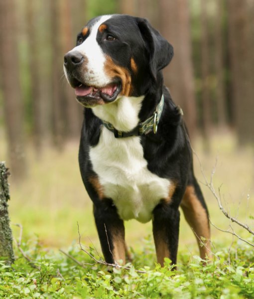 Większa długość życia w Swiss Mountain Dog