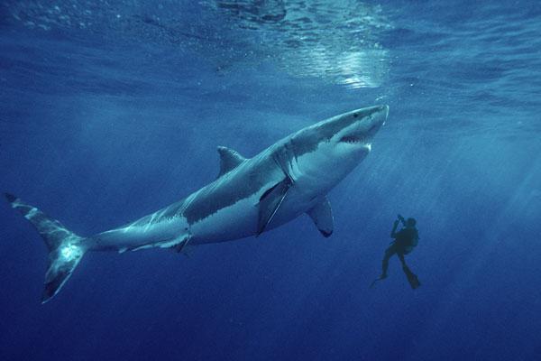 grande fisico squalo bianco
