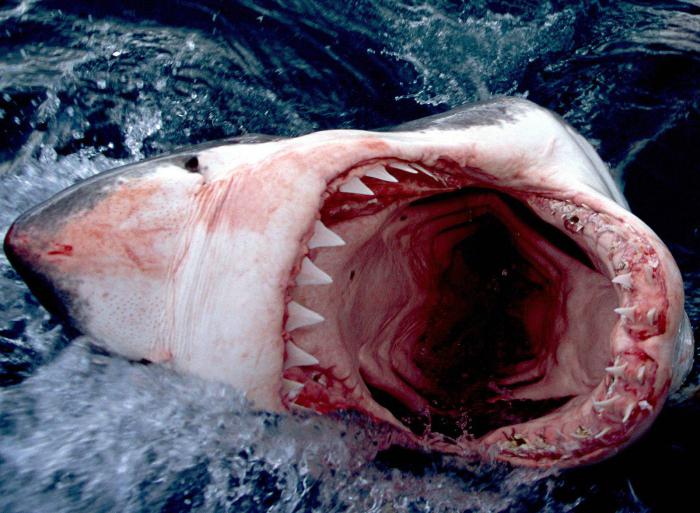 снимка на голяма бяла акула