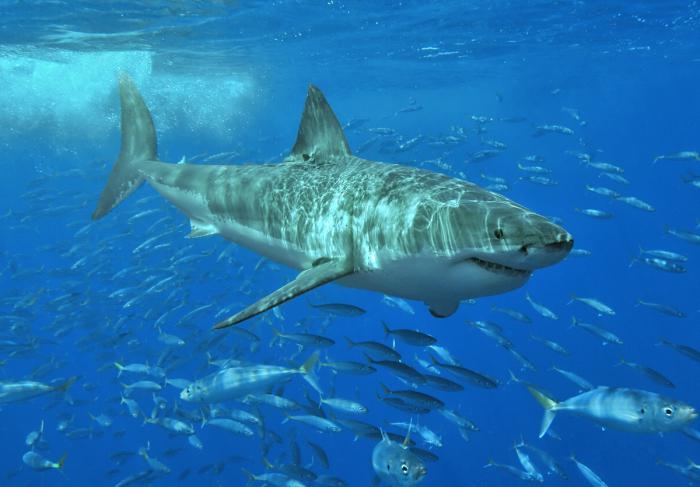 obří velký bílý žralok