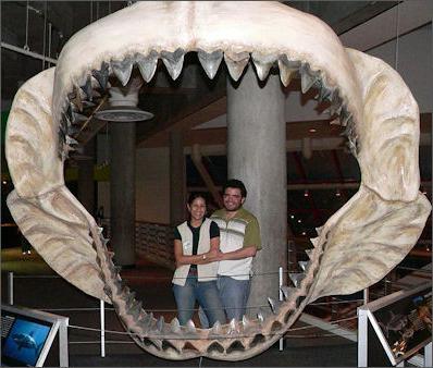 снимка на най-голямата бяла акула