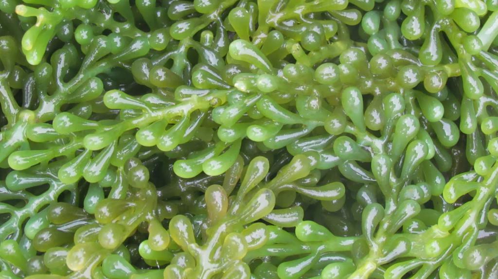 zdjęcia zielonych alg