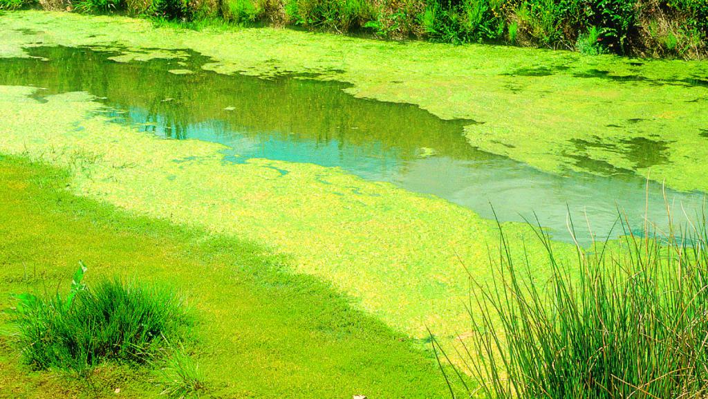 cvetenje alg