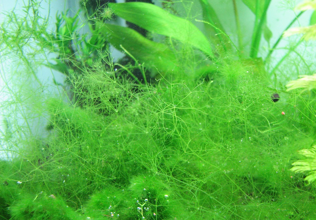 alga Nitella
