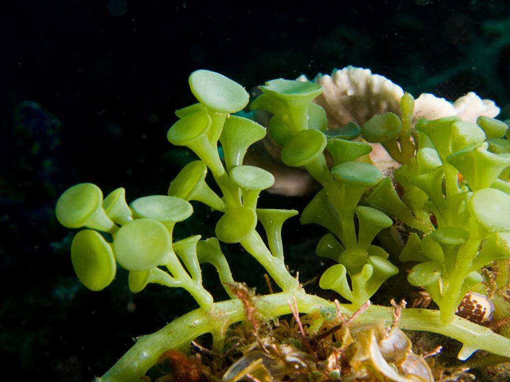 Morske alge Cowlerpa
