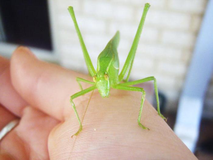 zelená kobylka