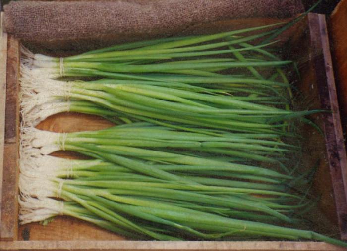 зелен лук полезни свойства и противопоказания