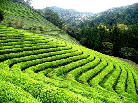 přínosy zelených čajových sáčků
