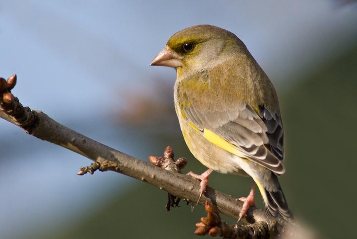Fotografie ptáků greenfinchs