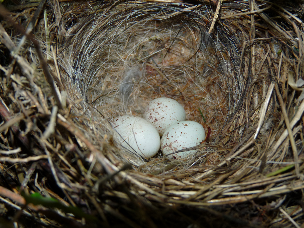 Гнездото на зелени птици с яйца